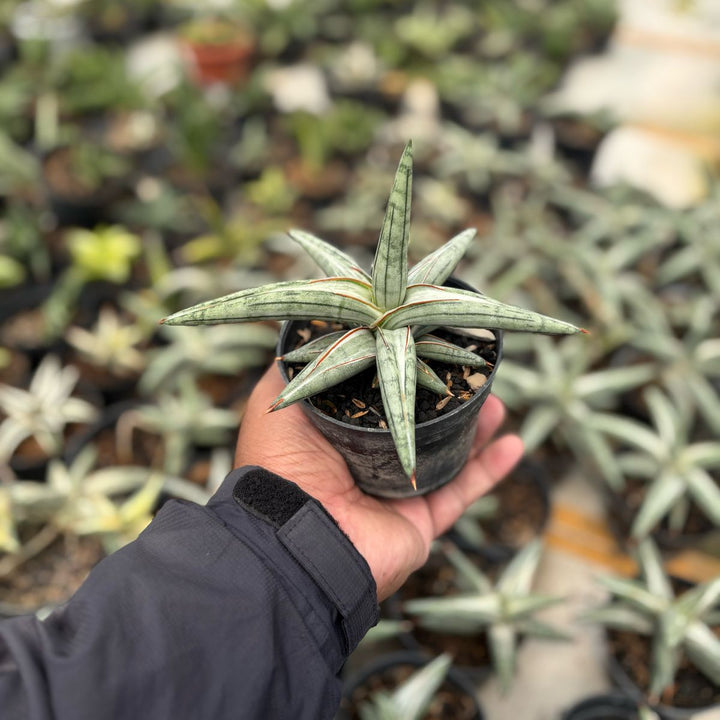 Sansevieria Silver Clone