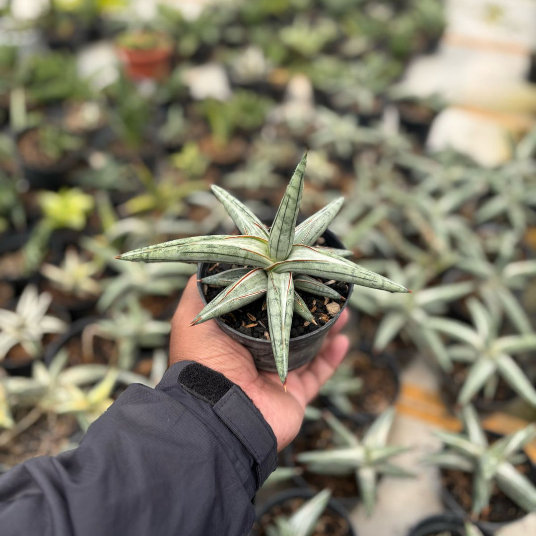 Sansevieria Silver Clone