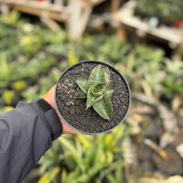 sansevieria Lembah Suro