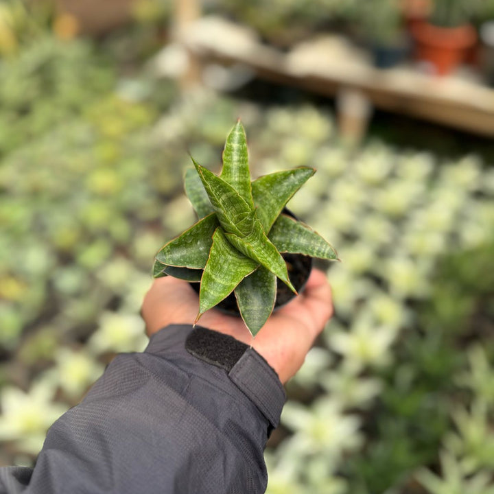 sansevieria Selva