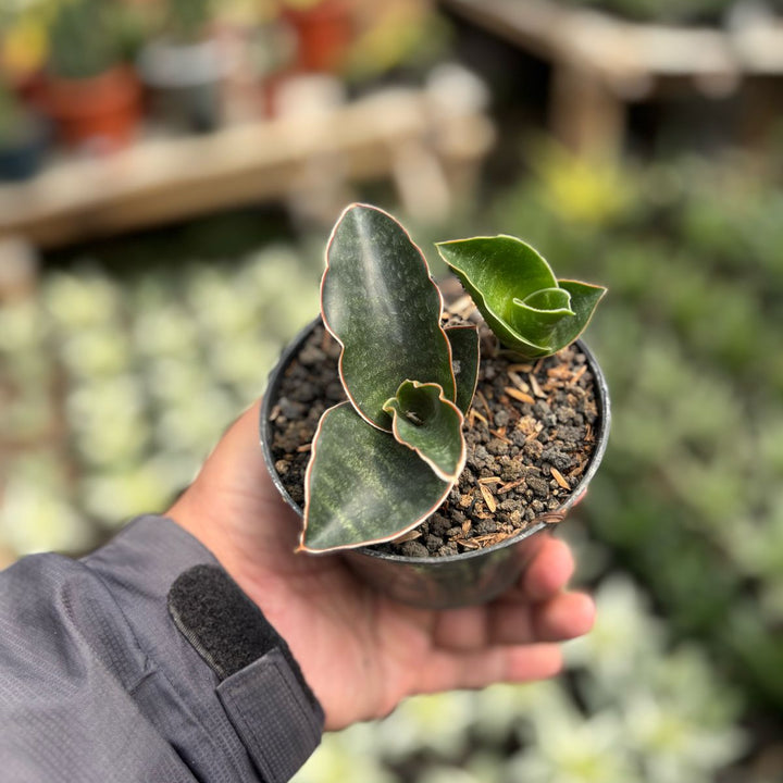 sansevieria Black Baron