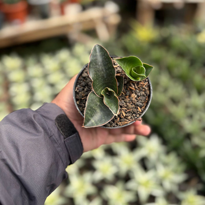 sansevieria Black Baron