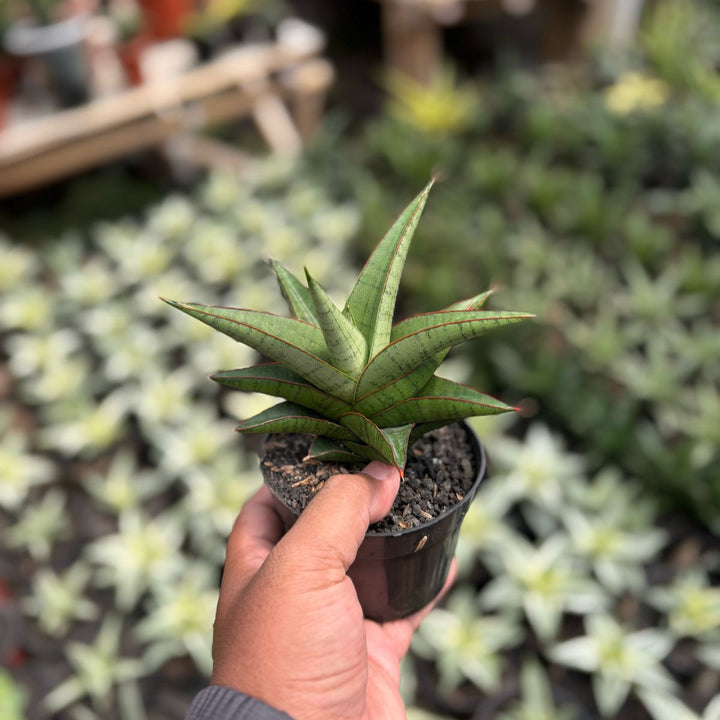 sansevieria  Personi Baseball