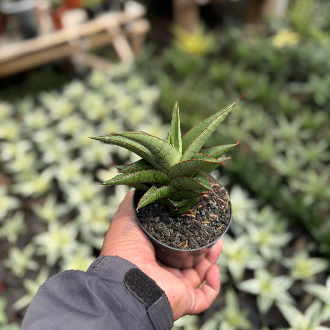sansevieria  Personi Baseball