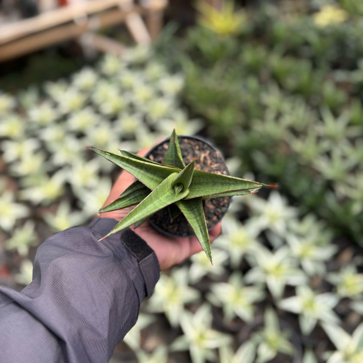 sansevieria  Personi Baseball