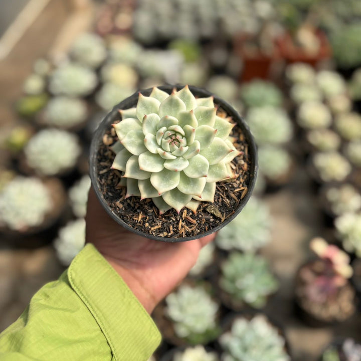 echeveria cihuahua aurea