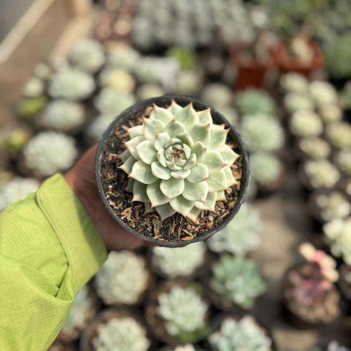 echeveria cihuahua aurea