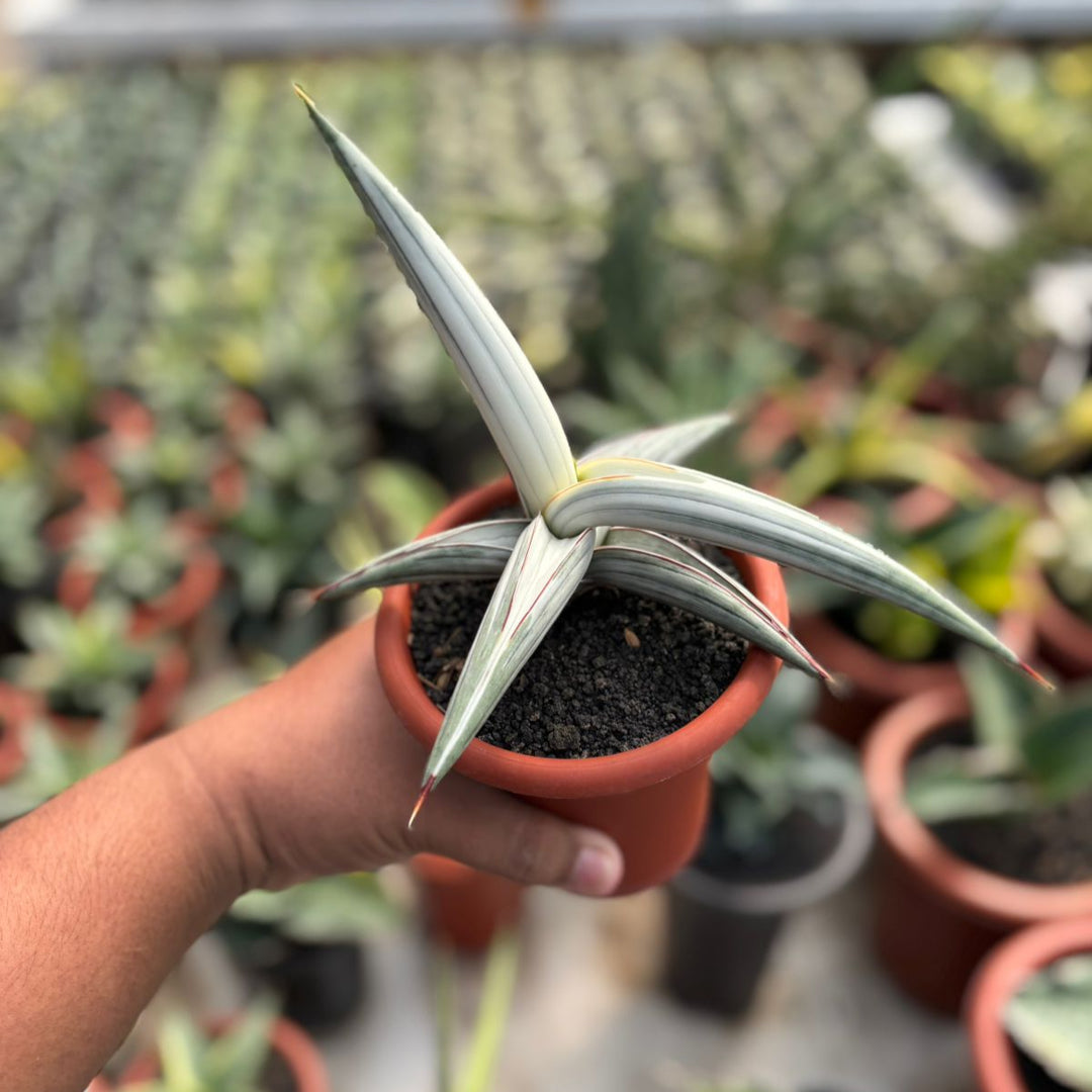 Sansevieria Bella Platinum