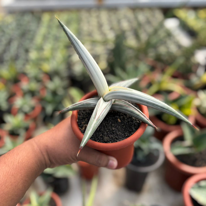 Sansevieria Bella Platinum