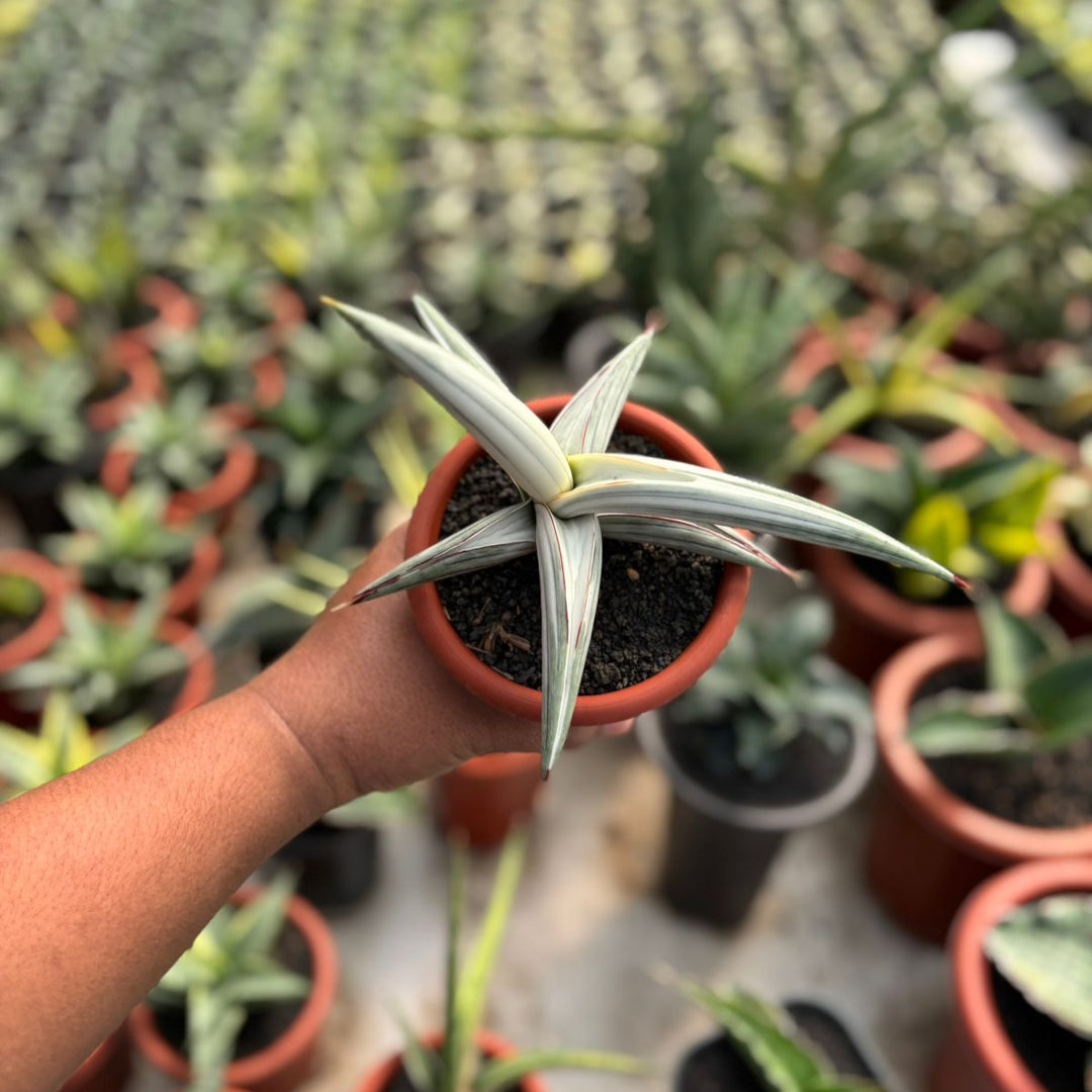sansevieria indonesia Sansevieria Bella Platinum – Succulentasia