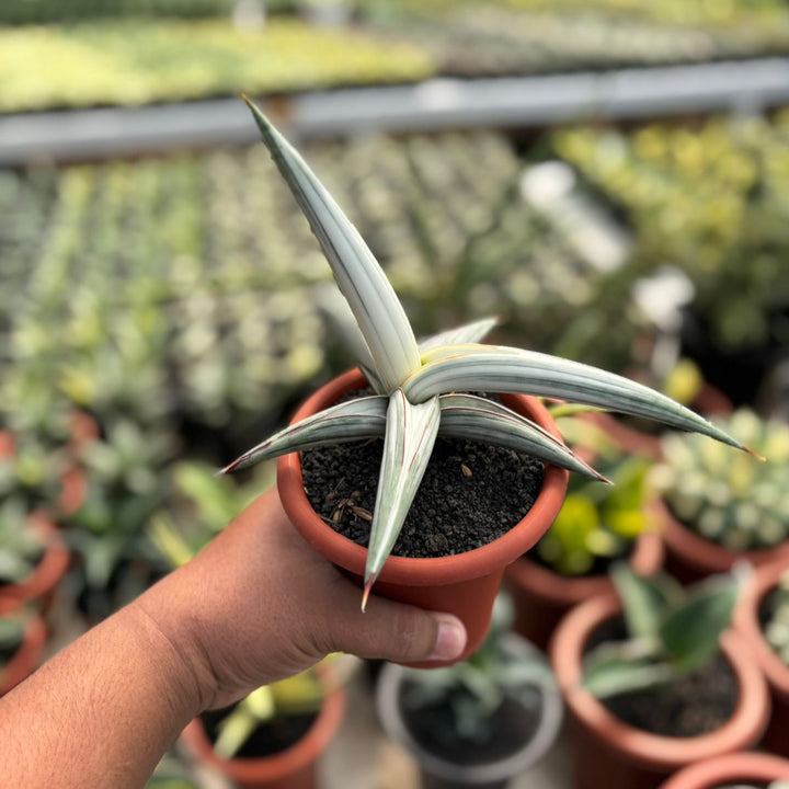 Sansevieria Bella Platinum