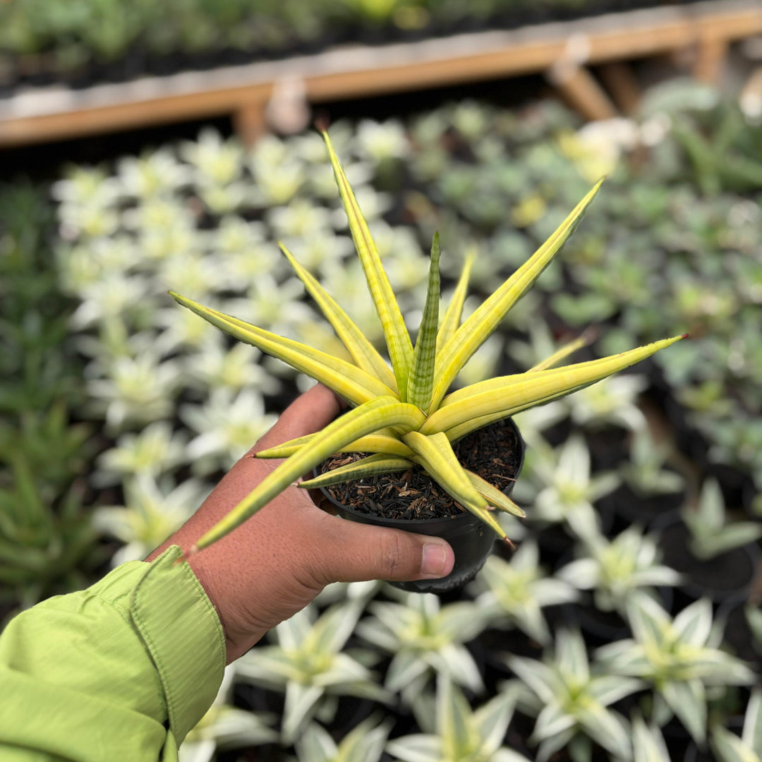 Sansevieria Royal Crown Varieagted Yellow