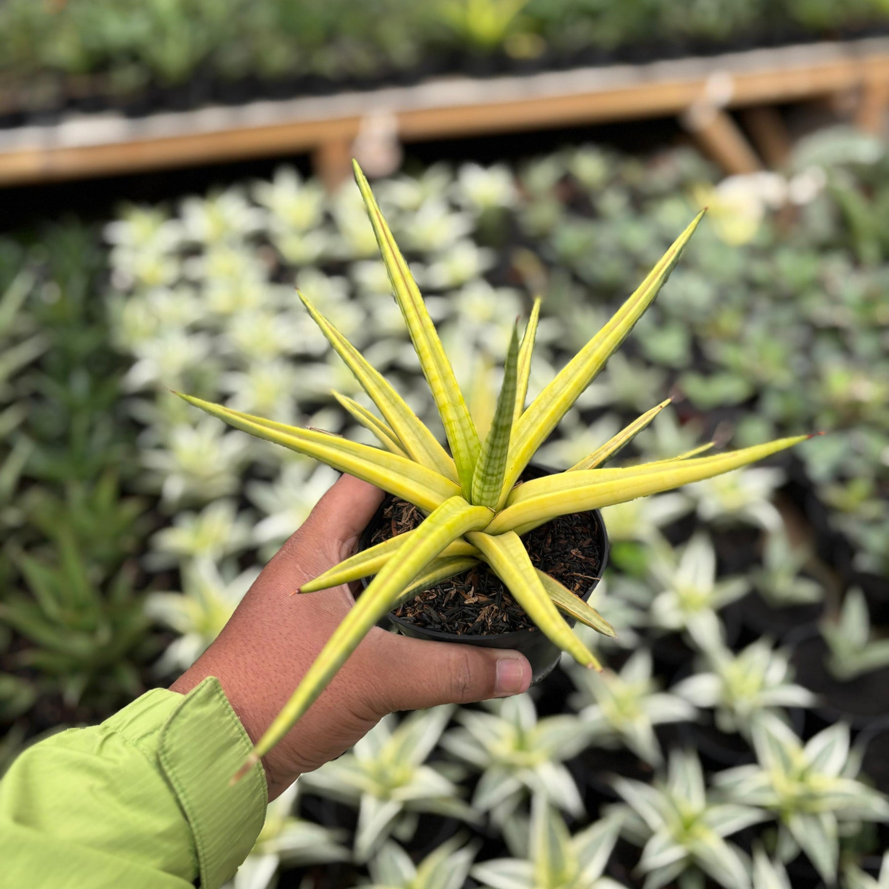 sansevieria royal crown Sansevieria Royal Crown Varieagted Yellow – Succulentasia