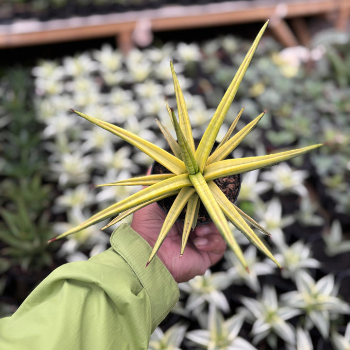 Sansevieria Royal Crown Varieagted Yellow