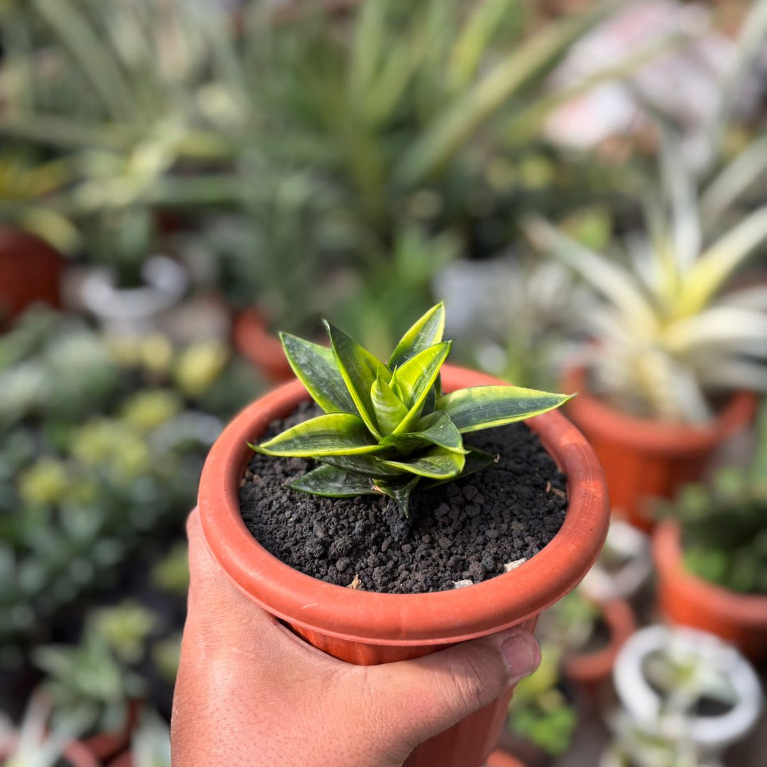 EXACT PLANT Sansevieria conan variegated