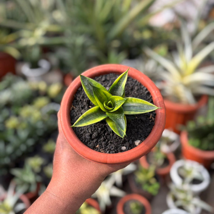 EXACT PLANT Sansevieria conan variegated