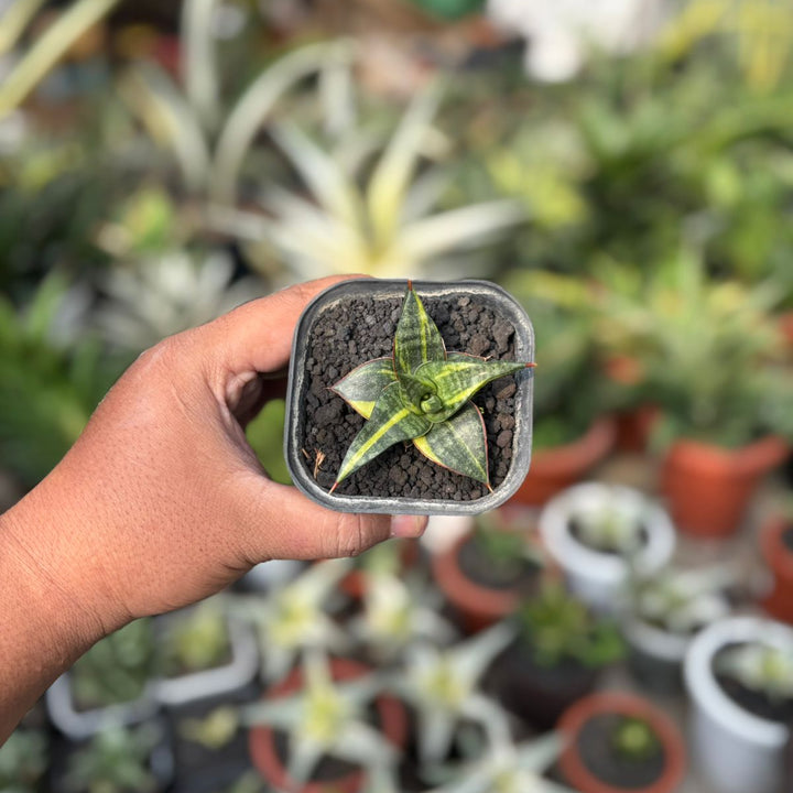 Sansevieria Blorong Variegated