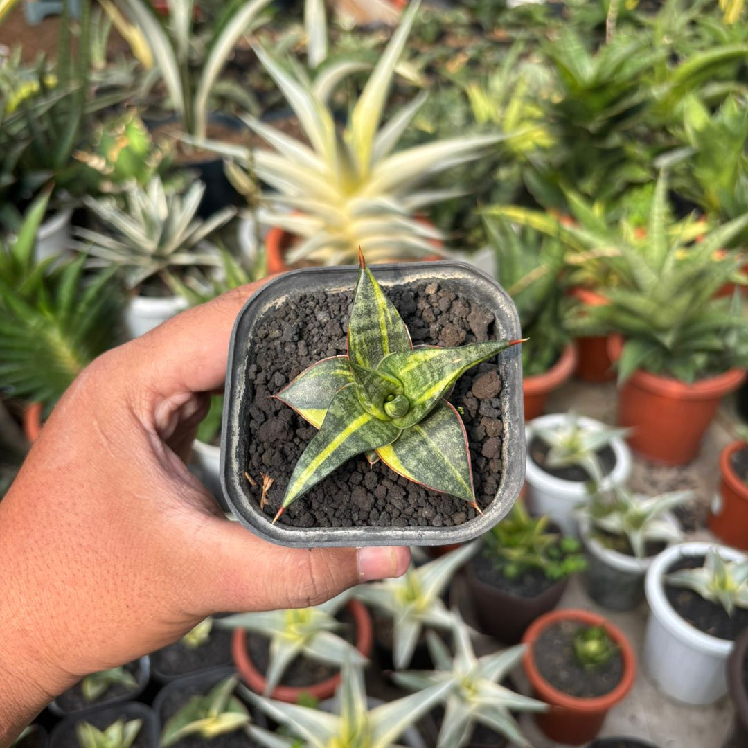 sansevieria arborescens variegata Sansevieria Blorong Variegated