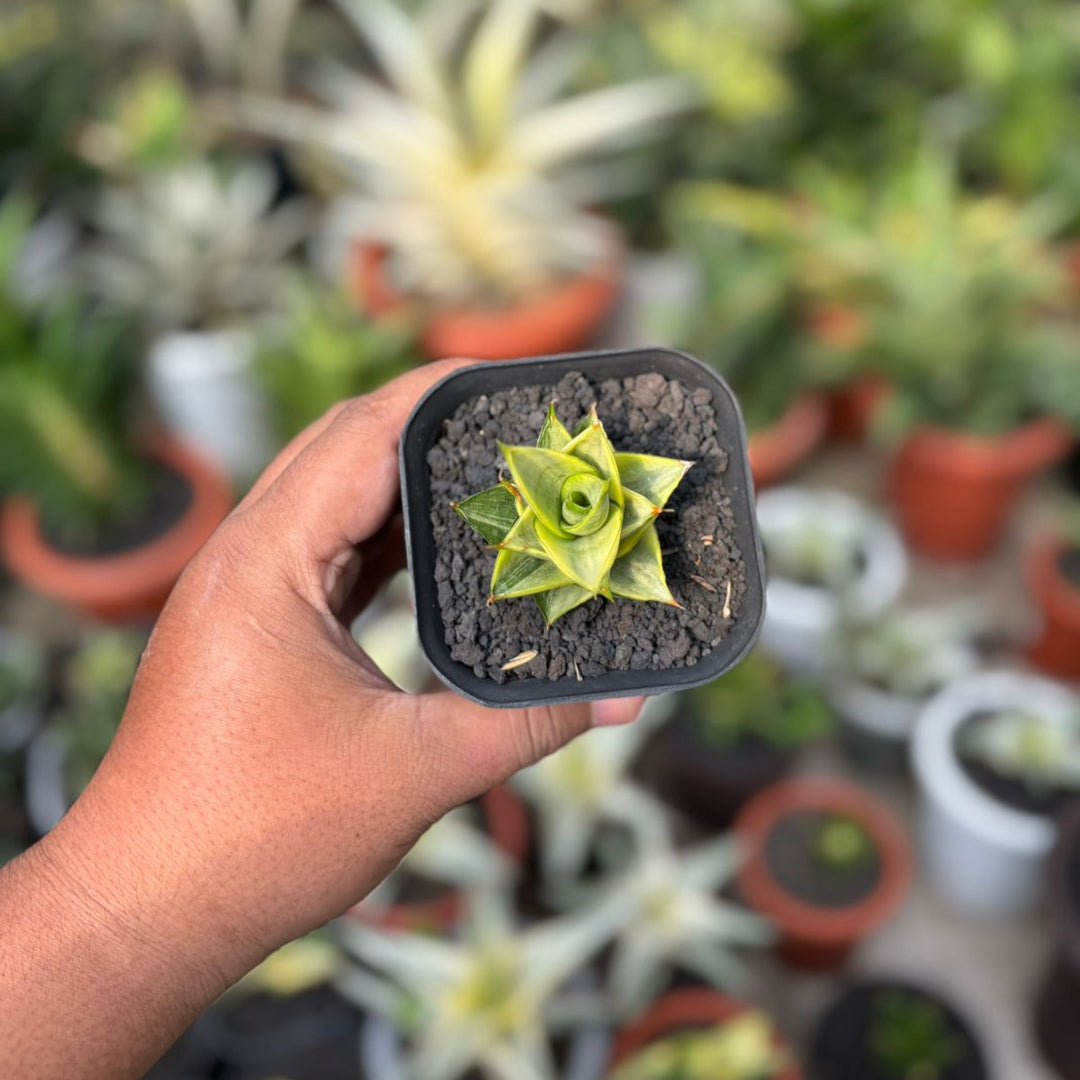 EXACT PLANT Sansevieria pagoda variegated