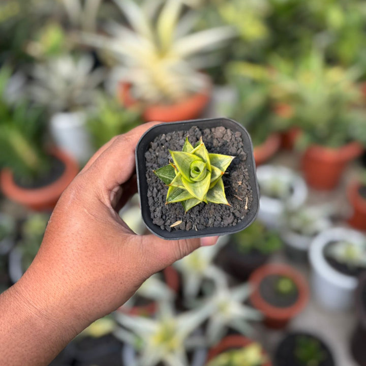 EXACT PLANT Sansevieria pagoda variegated