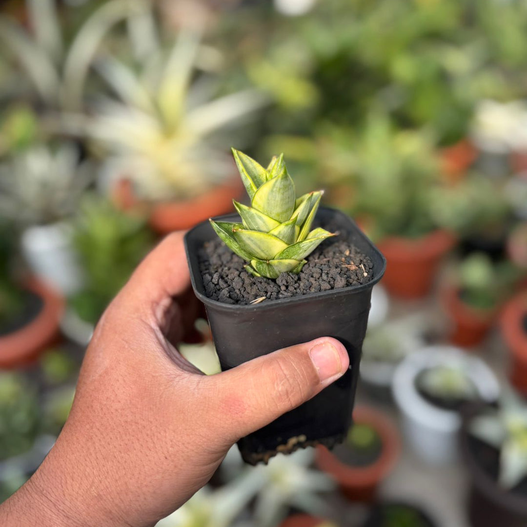 EXACT PLANT Sansevieria pagoda variegated