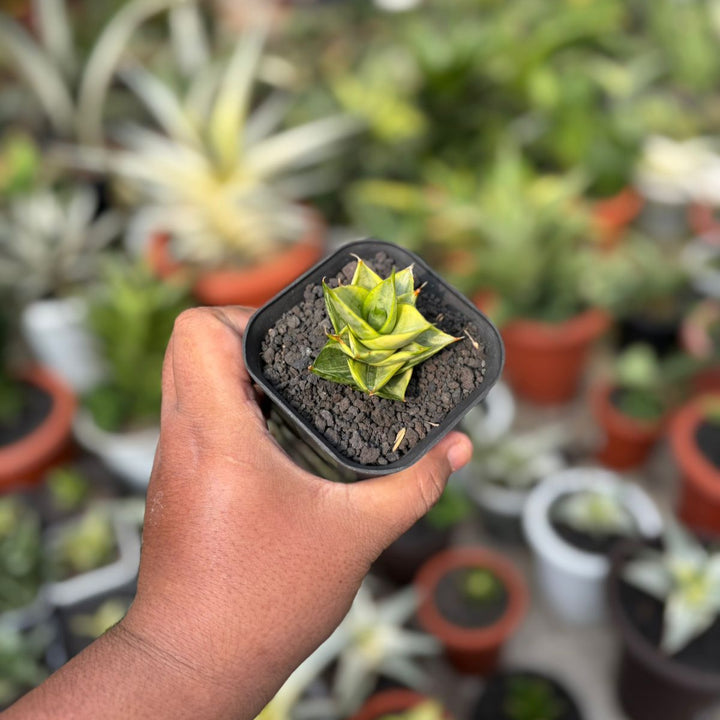 EXACT PLANT Sansevieria pagoda variegated