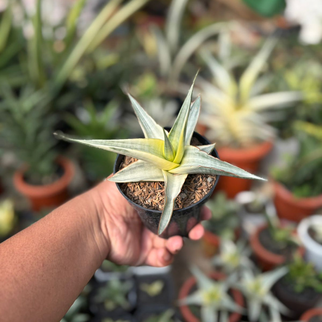 △*様 サンスベリア スノーホワイト Sansevieria Snow Whit Sansevieria snow white – Succulentasia