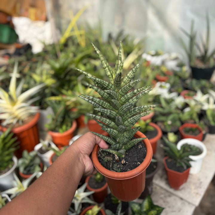 EXACT PLANT Sansevieria NN77 BIG