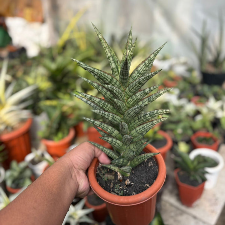 EXACT PLANT Sansevieria NN77 BIG