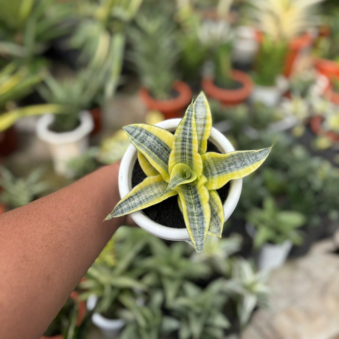 EXACT PLANT Sansevieria spyder variegated