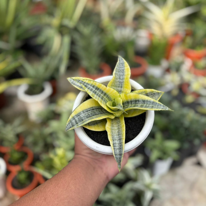 EXACT PLANT Sansevieria spyder variegated
