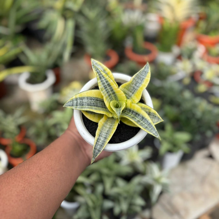 EXACT PLANT Sansevieria spyder variegated