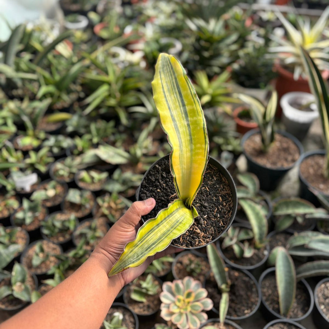 サンスベリア Dragon King variegated EXACT PLANT Sansevieria dragon king variegated – Succulentasia