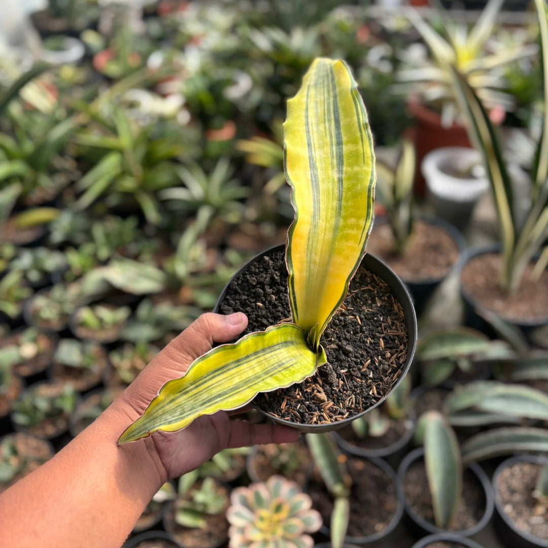 サンスベリア Dragon King variegated EXACT PLANT Sansevieria dragon king variegated – Succulentasia