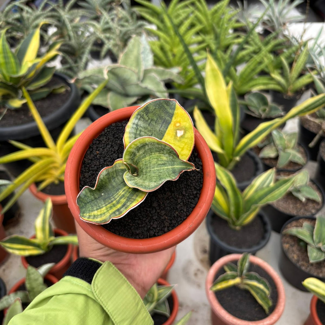 dracaena compacta variegata Sansevieria Dragon Compacta Variegated – Succulentasia