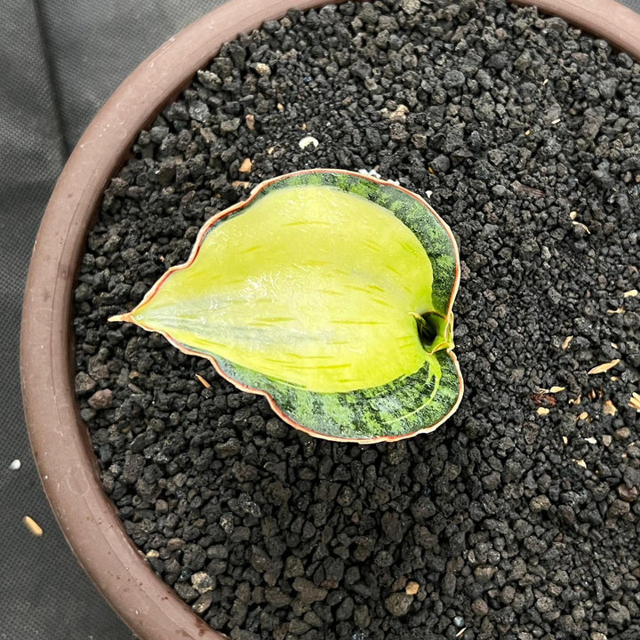 Sansevieria Dragon Compacta Variegated