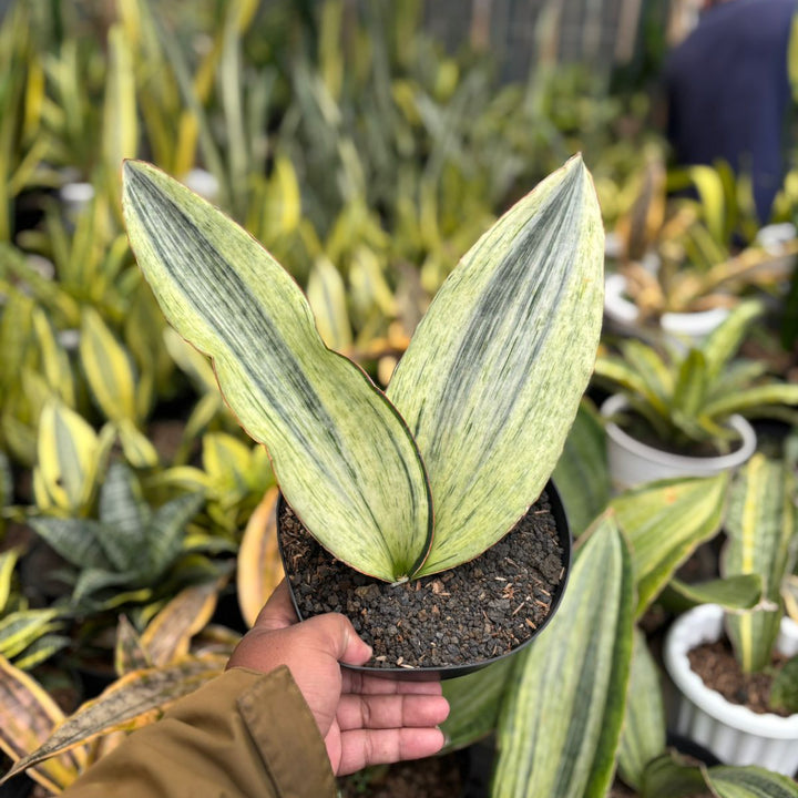 sansevieria Bruda Variegated White
