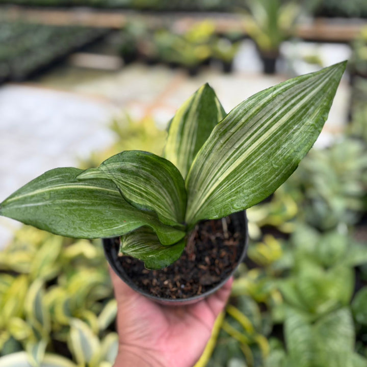 sansevieria Monshine Variegated