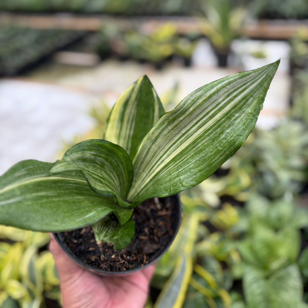 sansevieria Monshine Variegated