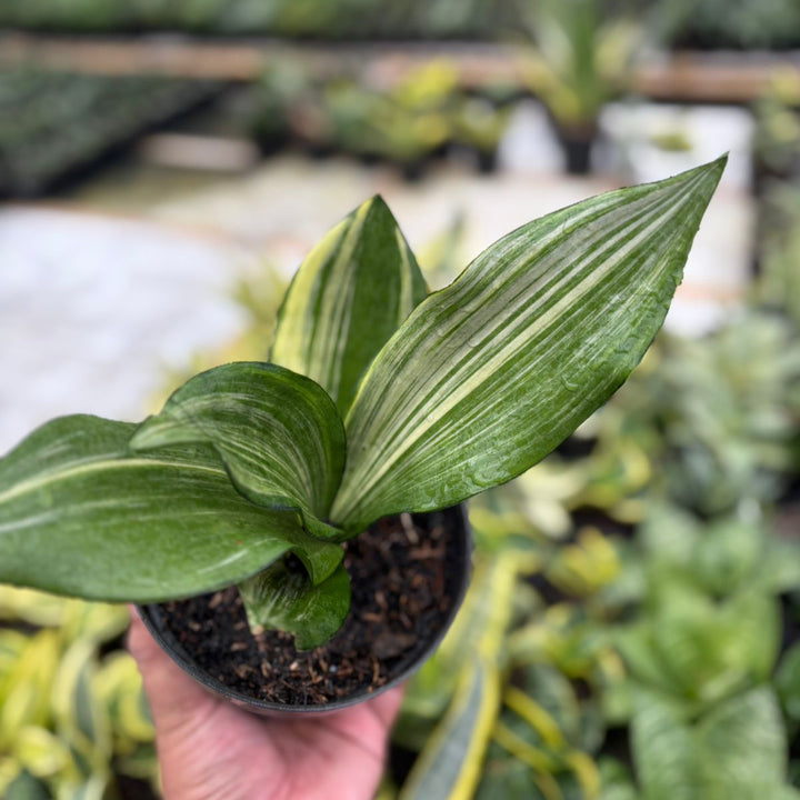 sansevieria Monshine Variegated