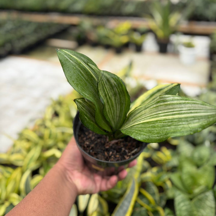sansevieria Monshine Variegated