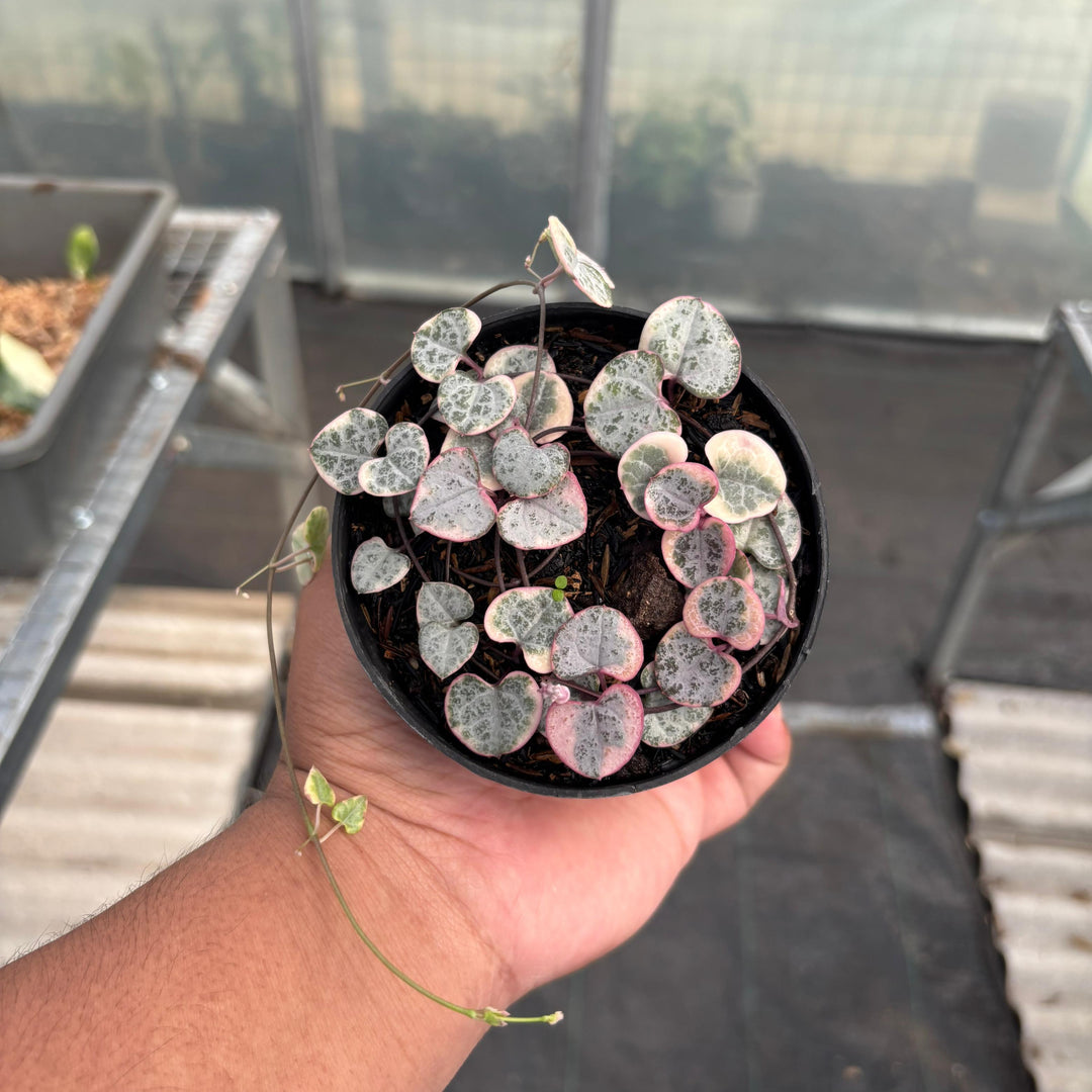 Ceropegia Woodii Variegated ‘String of Hearts