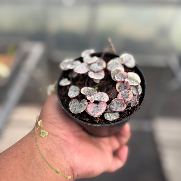 Ceropegia Woodii Variegated ‘String of Hearts