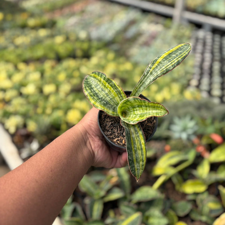 Sansevieria Phupamon Variegated
