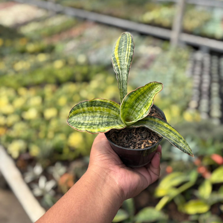 Sansevieria Phupamon Variegated