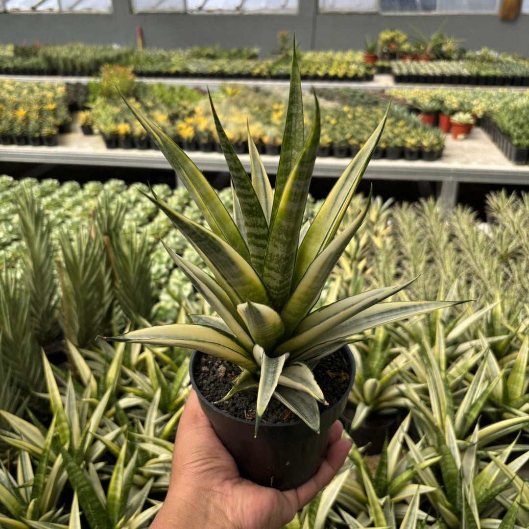Sansevieria Cordova Varieagted White BIG