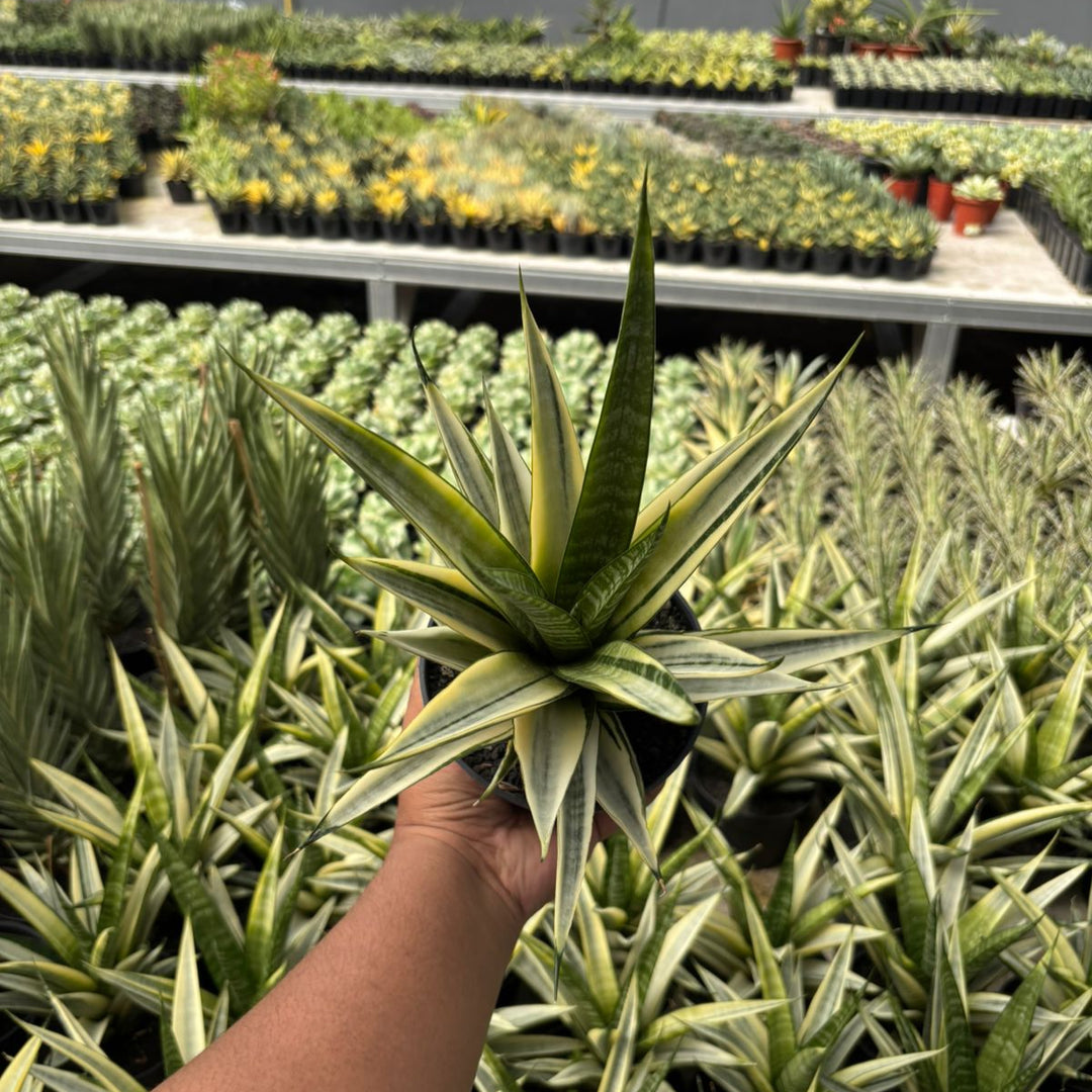 Sansevieria Cordova Varieagted White BIG