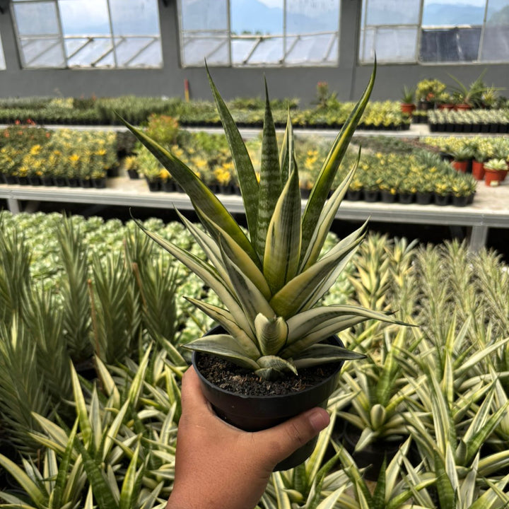 Sansevieria Cordova Varieagted White BIG
