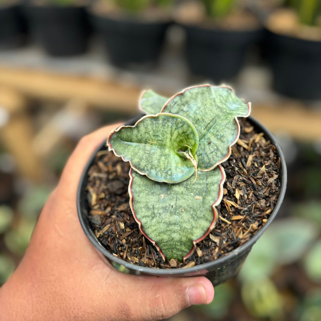 sanseevieria Silver Blue