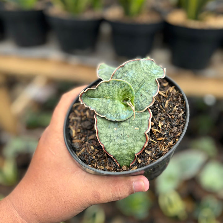 sanseevieria Silver Blue